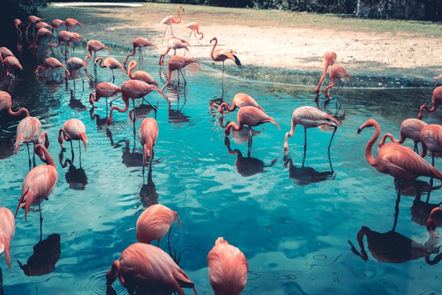 flamants roses