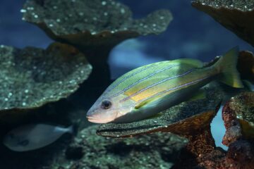 Photo sensationnelle d'un poisson au fond de la mer