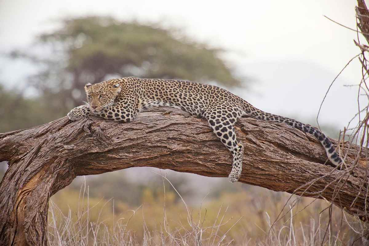 Un léopard allongé sur un tronc, savane africaine, calme et attentif Un léopard allongé sur un tronc, savane africaine, calme et attentif